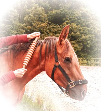 Faszienrolle Laziroll Faszienrolle Pferd Tiergesundheit Physiotherapie Massage Pferd